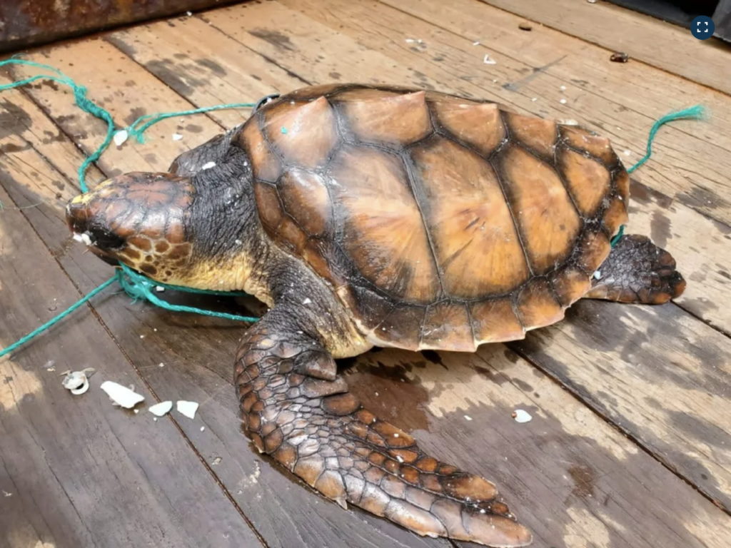 This loggerhead turtle was found alive and had ingested a long piece of rope